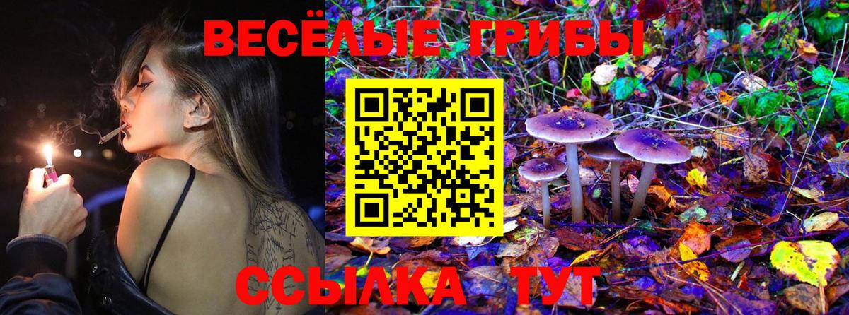 Тара  Псилоцибиновые грибы MAGIC MUSHROOMS  Вход с VPN 
